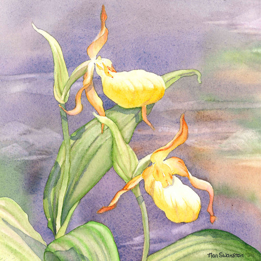 Yellow Orchid